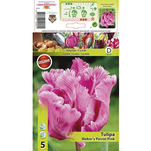 Tulipan Parrot Webers Parrot Pink slika 1 članek 67711