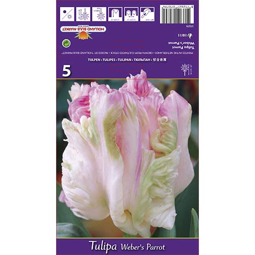 Tulipan Perrot Weber's Parrot slika 1 članek 67710
