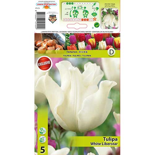 Tulipan Triumph White Liberstar slika 1 članek 67848