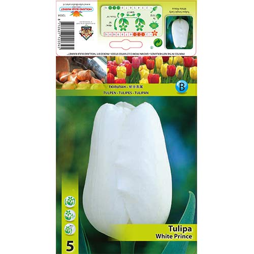 Tulipan White Prince slika 1 članek 67709