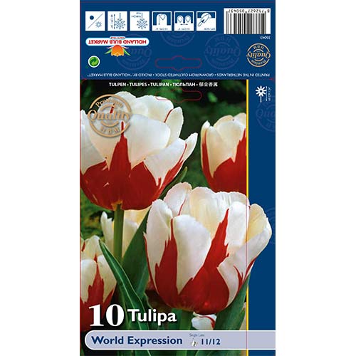 Tulipan World Expression slika 1 članek 68031