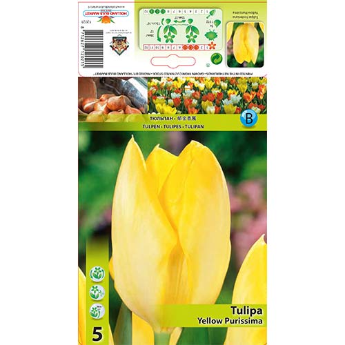 Tulipan Yellow Purissima slika 1 članek 67734