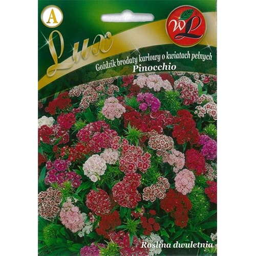 Turški nagelj, večbarvna mešanica slika 1 članek 86762