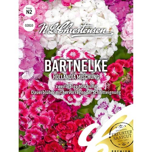 Turški nageljni Hollandia - večbarvna mešanica slika 1 članek 86123