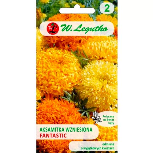 Upright Dwarf Fantastic Velvet, mix slika 1 članek 69554