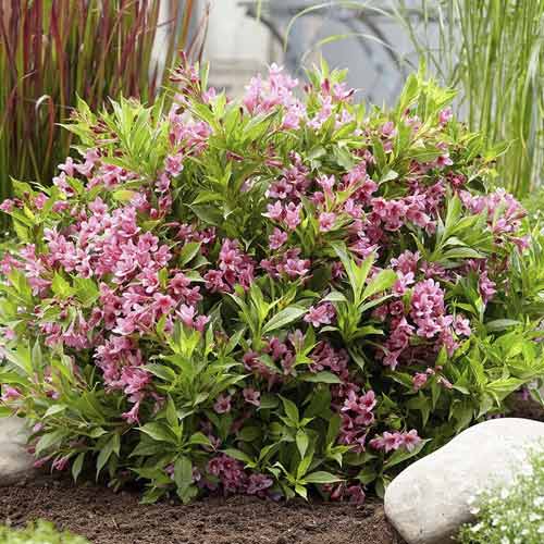 Vajgelija Cappucino ® PBR, С3 slika 1 članek 8588