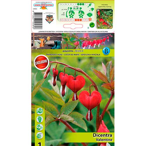 Valentine Srčki (dicentra) slika 1 članek 76224