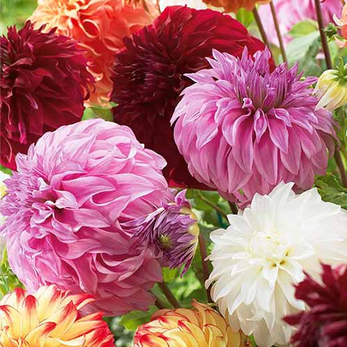 Velikanska dalija večbarvna mešanica slika 1 članek 76512