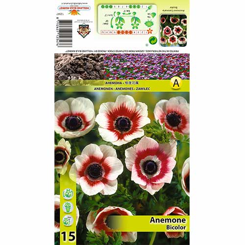 Vetrnica (Anemone) Bicolor slika 1 članek 70334