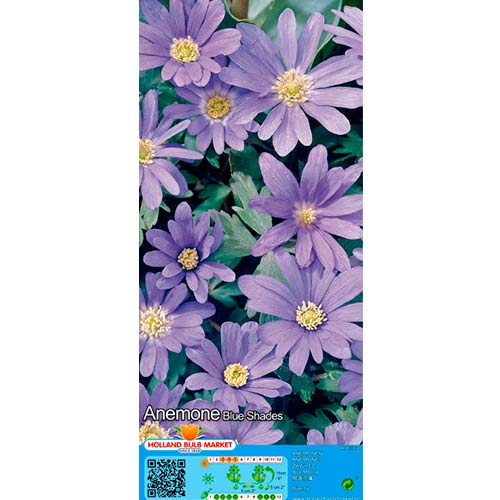 Anemona (Anemone) Blanda Blue Shades slika 1 članek 67085