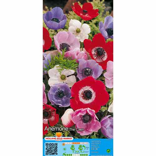 Anemona (Anemone) de Caen, mešanica slika 1 članek 76170