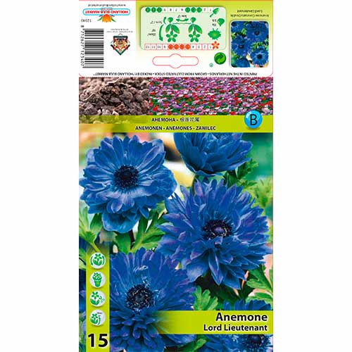 Anemona (Anemone) frotirna Lord Leitenant slika 1 članek 76165