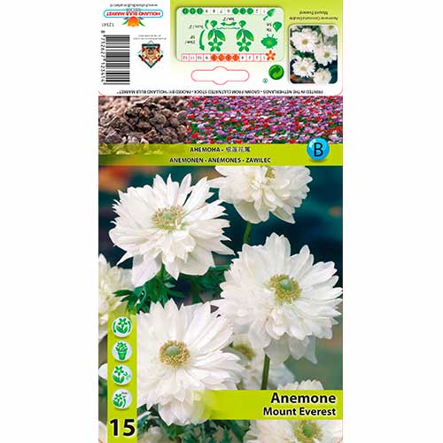 Anemona (Anemone) frotirna Mount Everest slika 1 članek 76166