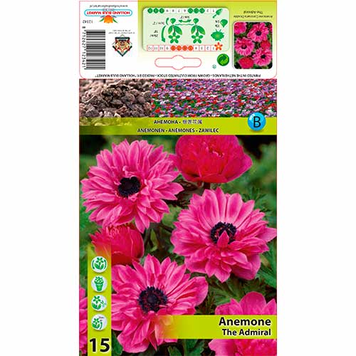 Anemona (Anemone) frotirna Admiral slika 1 članek 76168