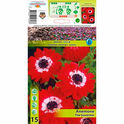 Anemona (Anemone) frotirna Guverner slika 1 članek 76169