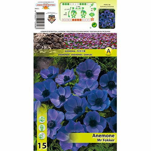 Vetrnica (Anemone) Mr Fokker slika 1 članek 70339