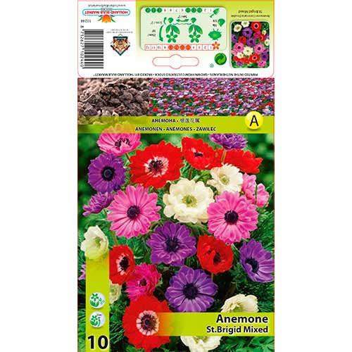 Vetrnica (Anemone) St. Brigid večbarvna mešanica slika 1 članek 70341