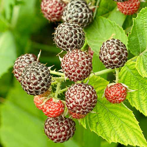 Vijolična malina Glen Coe slika 1 članek 7548