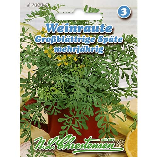 Vinska rutica (Ruta graveolens) slika 1 članek 86022