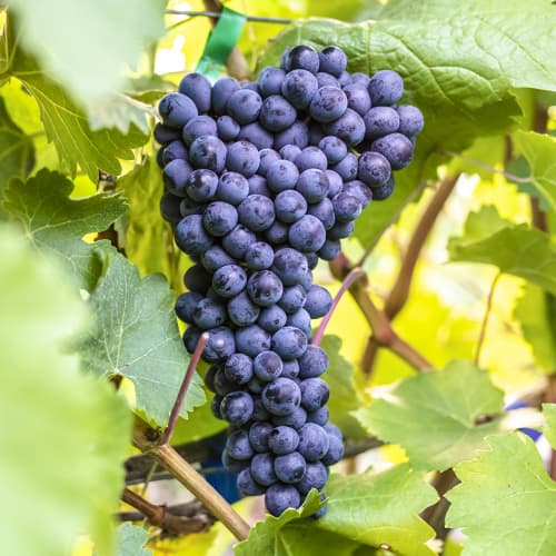 Vinska trta Alden slika 1 članek 6957