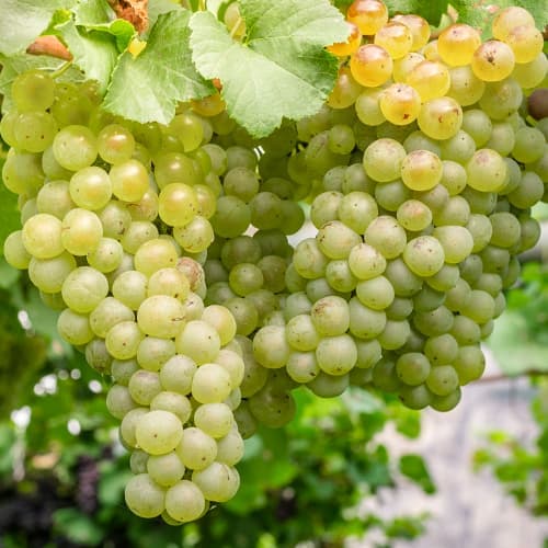 Grozdje Aurora, P9 slika 1 članek 7372