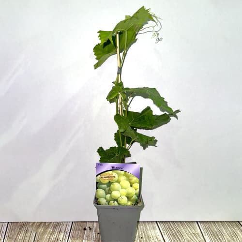 Grozdje Bianca, Р9 slika 2 članek 7334