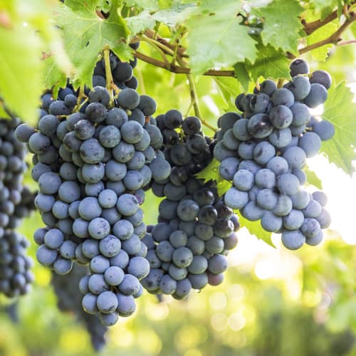 Vinska trta Boskoop Glory slika 1 članek 5561