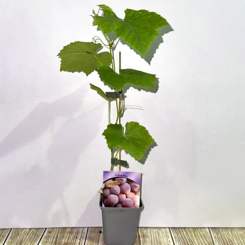 Grozdje Canadice, Р9 slika 2 članek 5639