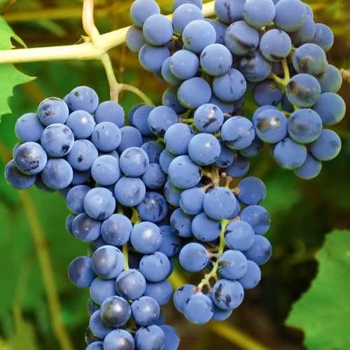 Vinska trta Cascade, Р9 slika 1 članek 7374