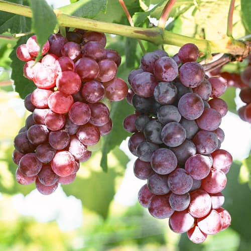 Vinska trta Chrupka Pink slika 1 članek 5562