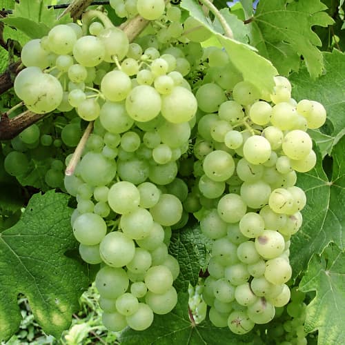 Vinska trta Himrod slika 1 članek 5568