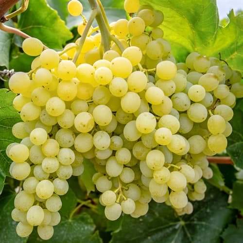 Vinska trta Iza Zaliwska slika 1 članek 5563