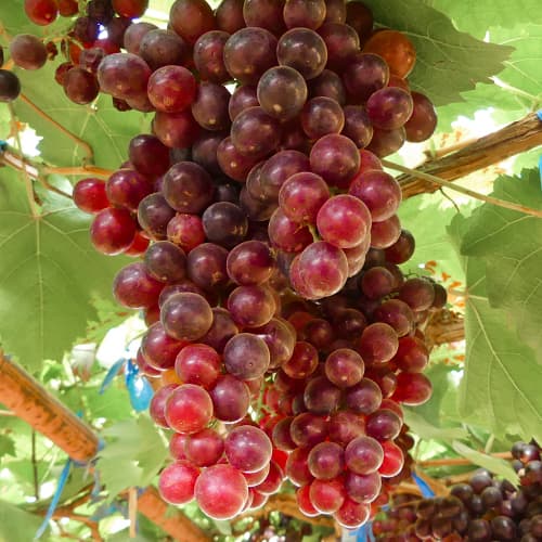 Vinska trta Kalina Red, Р9 slika 1 članek 4897