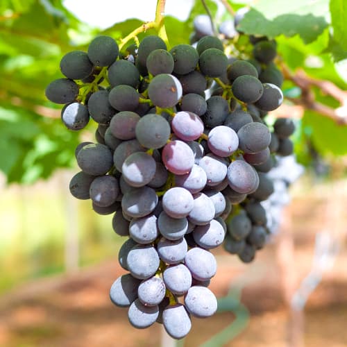 Vinska trta Kodrianka, Р9 slika 1 članek 7339