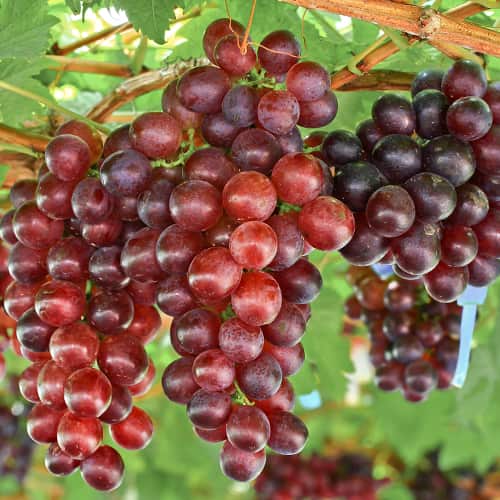 Grozdje Lidia, Р9 slika 1 članek 7340