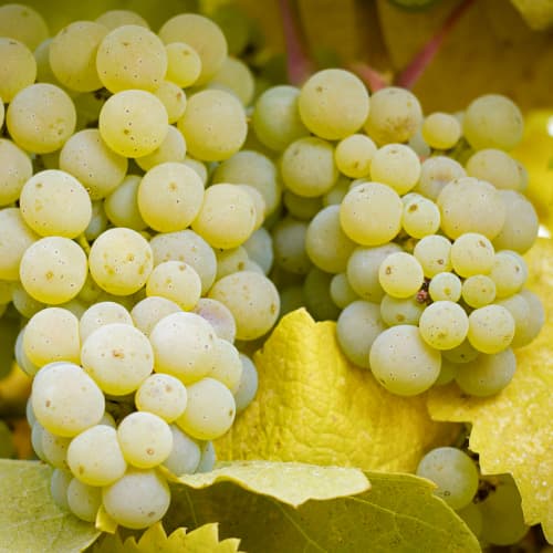 Vinska trta Lilla, Р9 slika 1 članek 5569