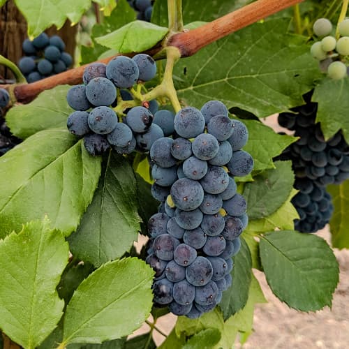 Vinska trta Marechal Foch slika 1 članek 6949