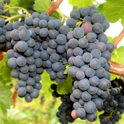 Vinska trta Nero slika 1 članek 5640