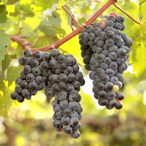 Vinska trta New York Muscat, Р9 slika 1 članek 6959