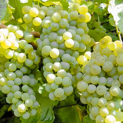 Grozdje Ontario, P9 slika 1 članek 6956