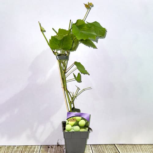 Grozdje Ontario, P9 slika 2 članek 6956