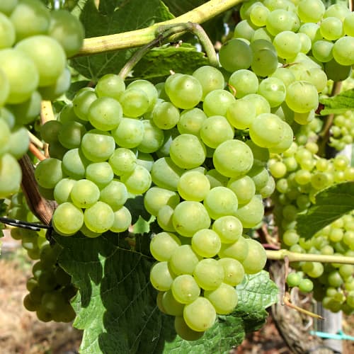 Vinska trta Perla Zalii slika 1 članek 5564