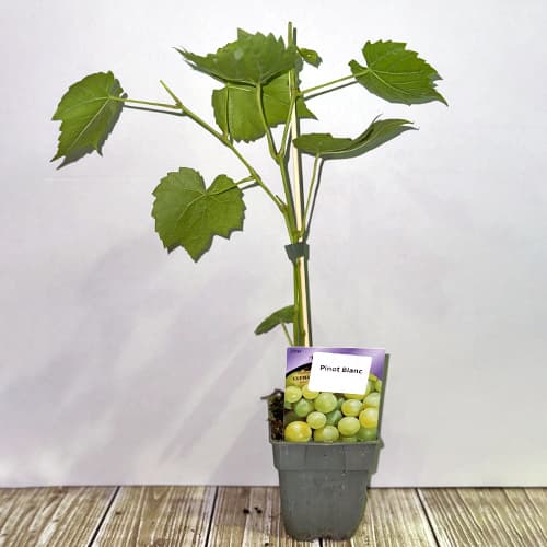 Grozdje Pinot Blanc, Р9 slika 2 članek 4895