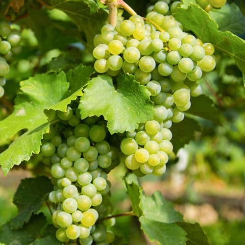 Vinska trta Prim slika 1 članek 5565