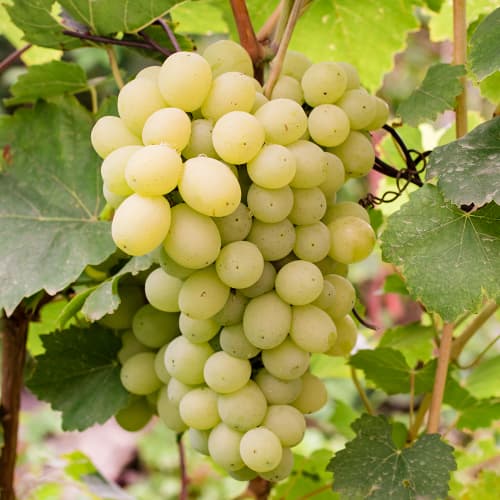 Vinska trta Refren slika 1 članek 4896