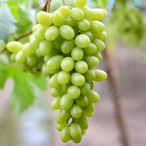 Vinska trta Regina slika 1 članek 5566