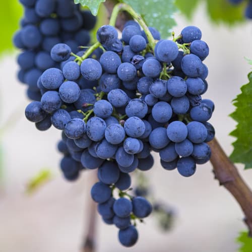 Vinska trta Rondo slika 1 članek 6958