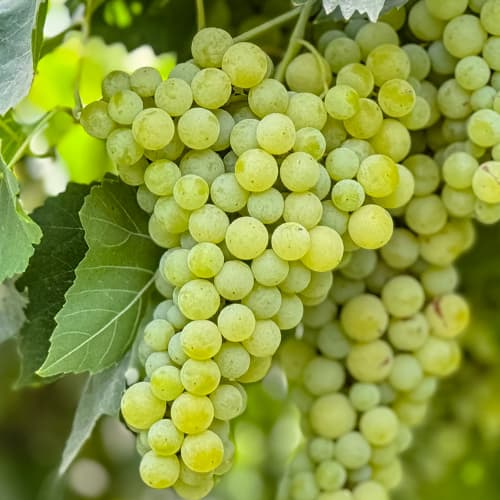 Grozdje Solaris, P9 slika 1 članek 6951