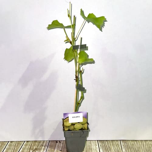 Grozdje Solaris, P9 slika 2 članek 6951