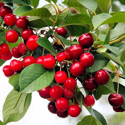 Višnja Florinas, С2 slika 1 članek 1627